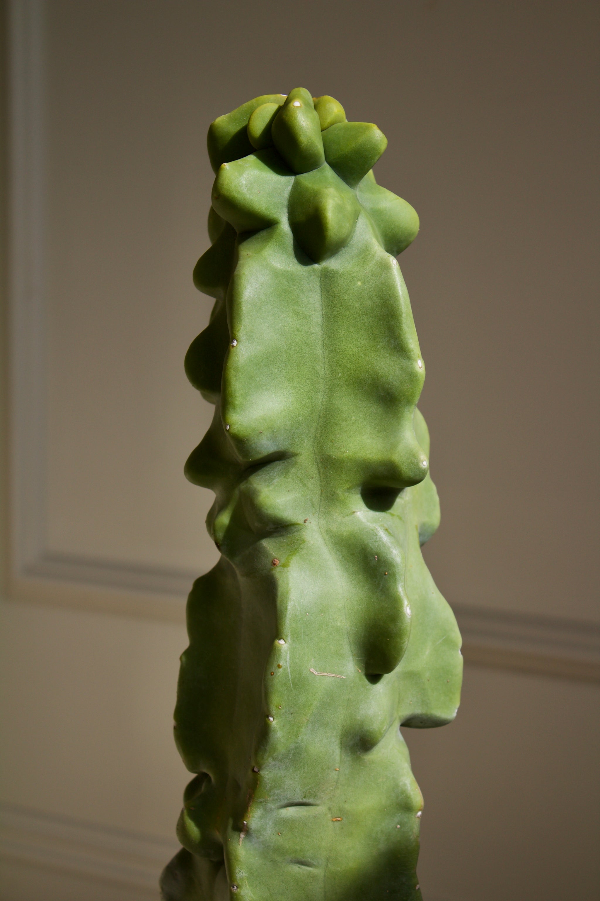 Totem Pole Cactus – Cactus Supply Company