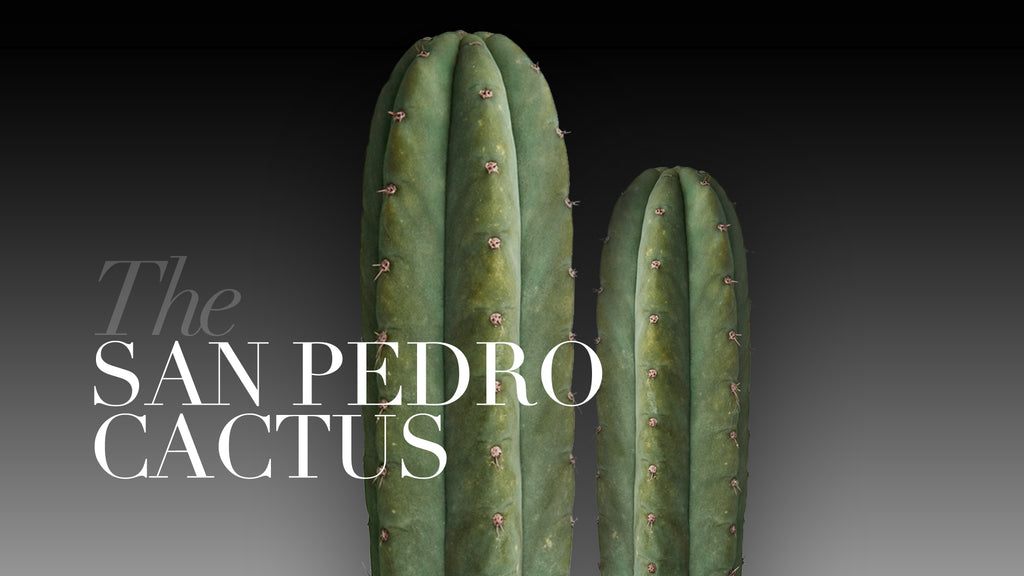 San Pedro Cactus