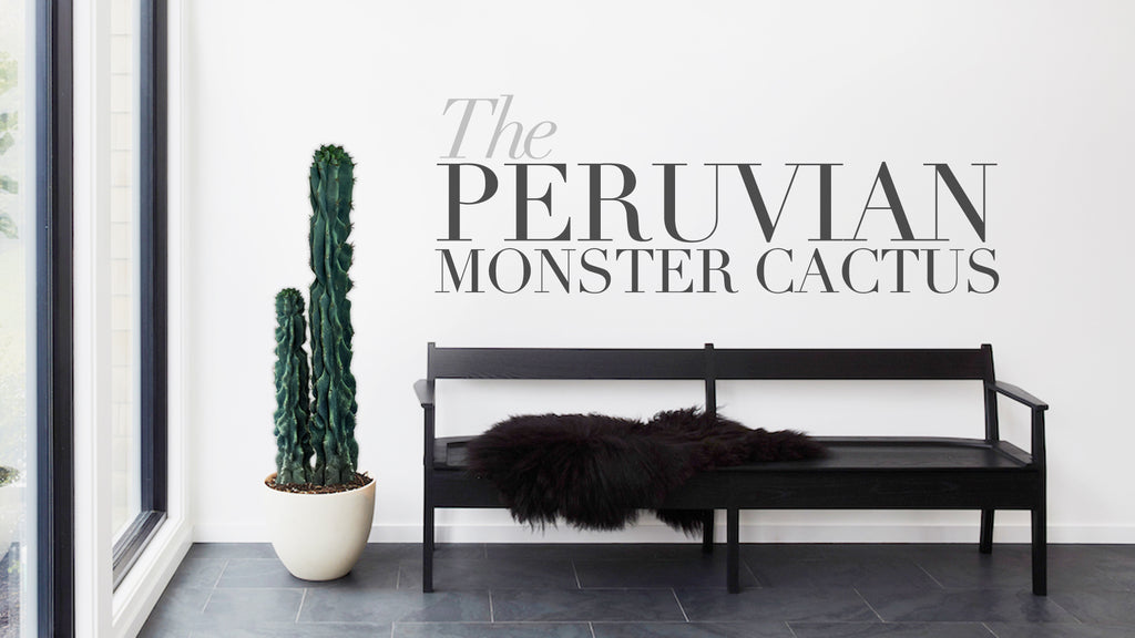 Peruvian Monster Cactus