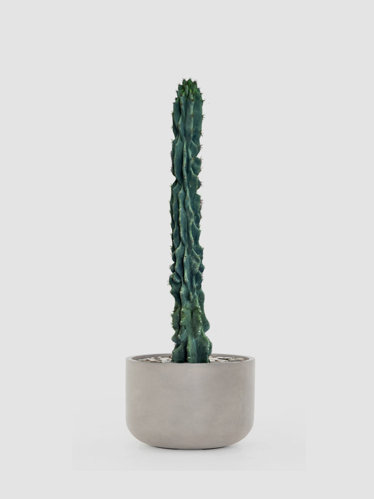 san pedro cactus latin name Nazca San Pedro Cactus – Cactus Supply Company