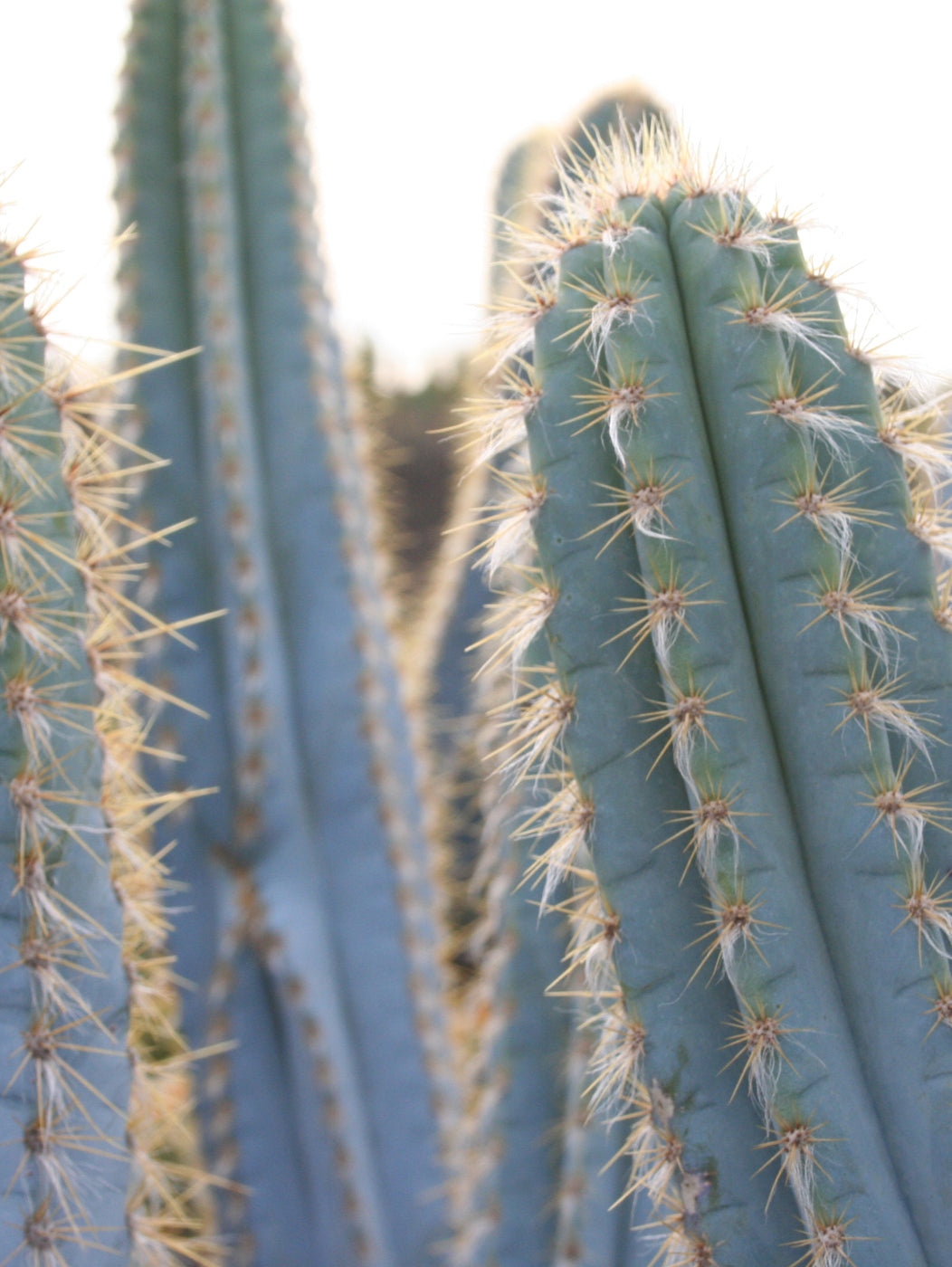 blue san pedro cactus Brazilian Blue Torch Cactus – Cactus Supply Company