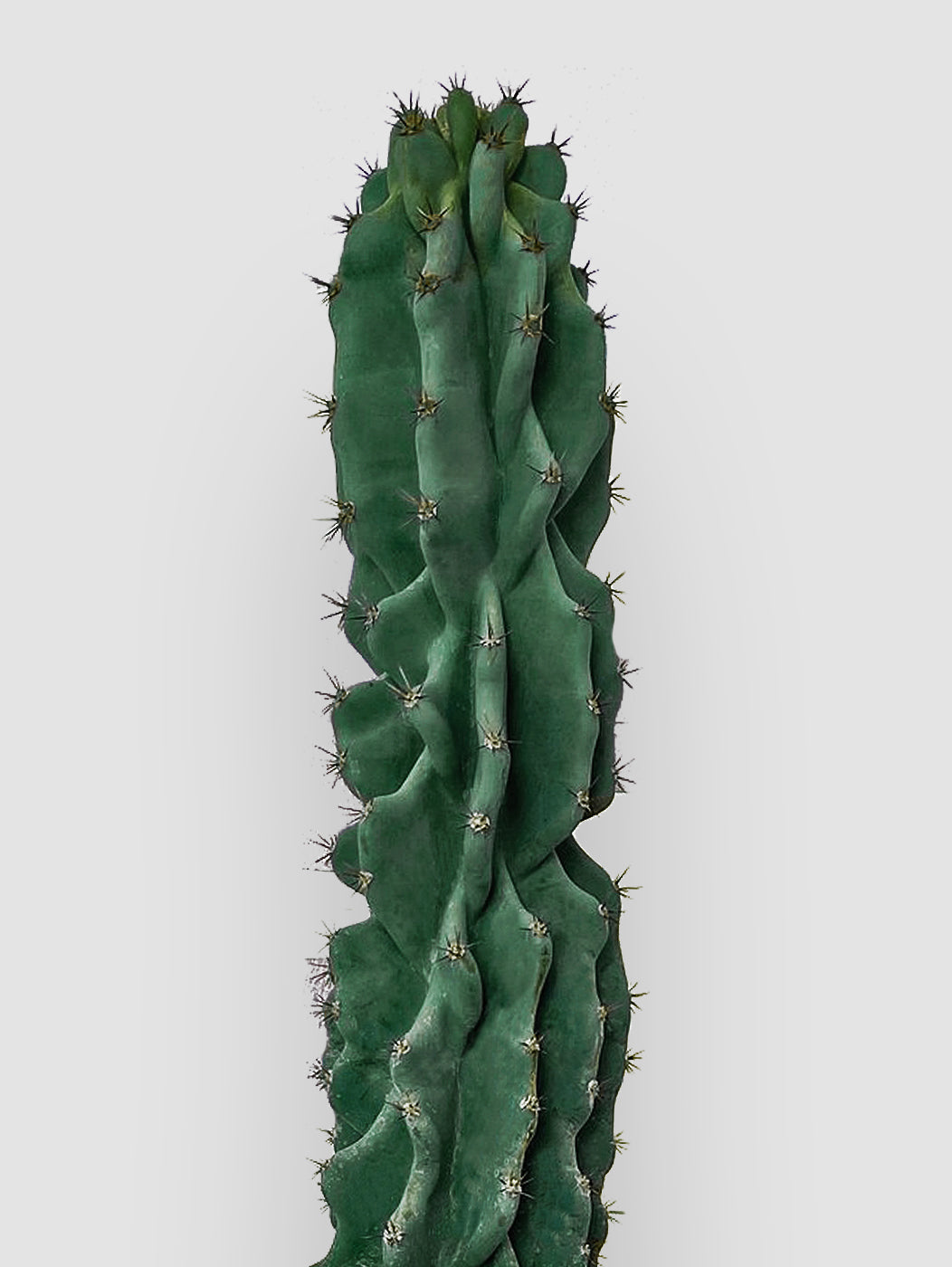 monster succulents Peruvian Monster Cactus