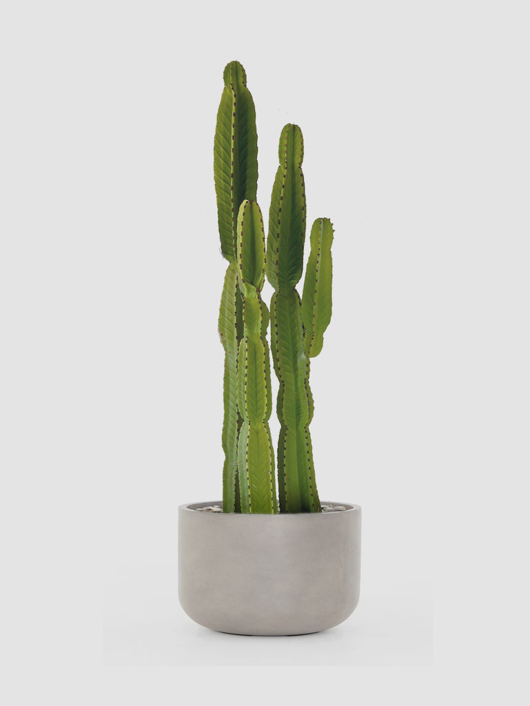 san pedro cactus new mexico Nazca San Pedro Cactus – Cactus Supply Company