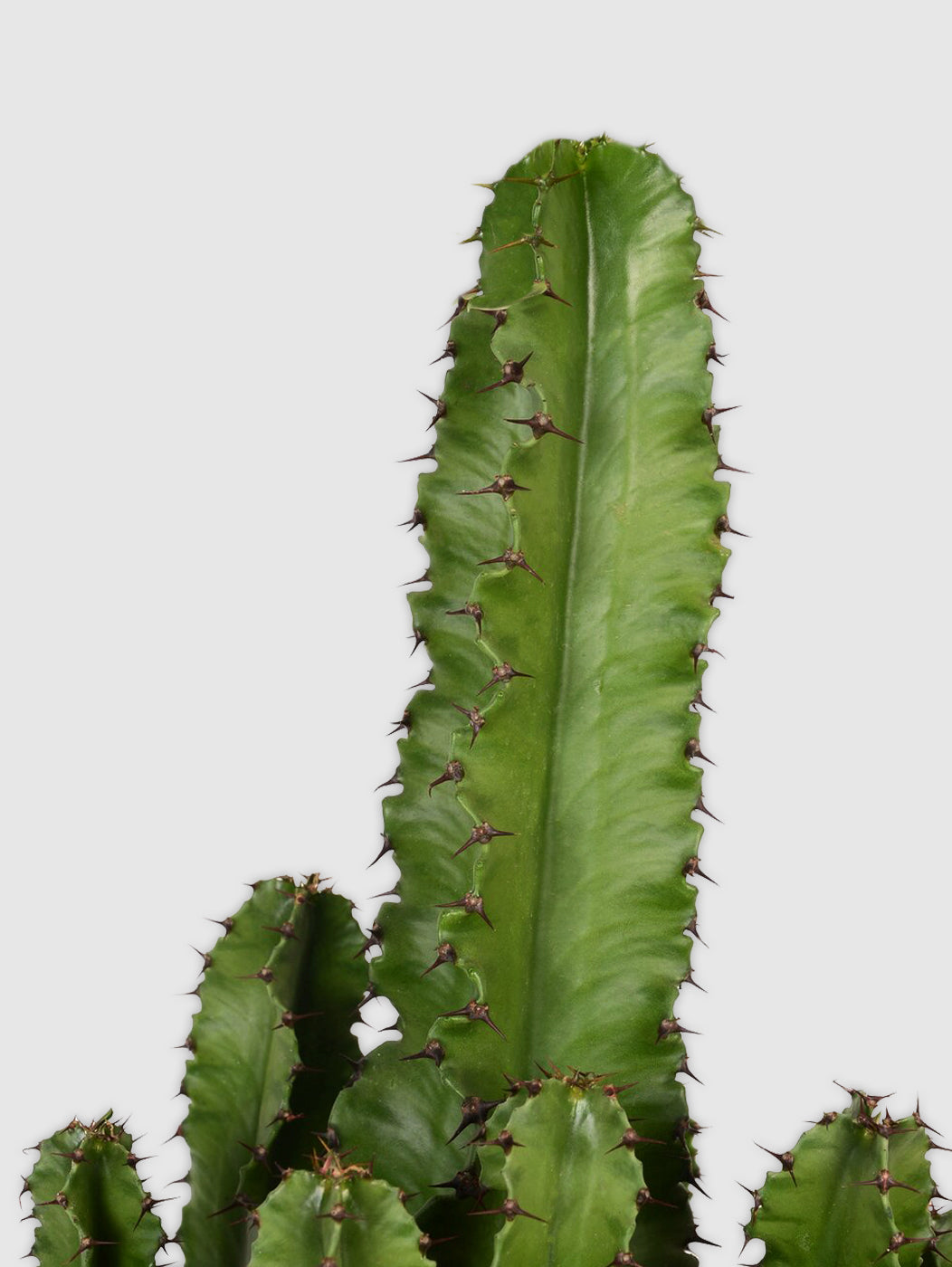 Candelabra Tree Cactus – Cactus Supply Company
