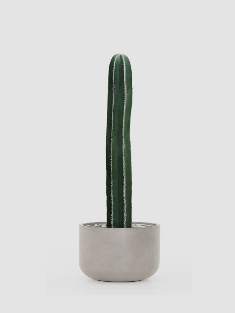 how much is a san pedro cactus Nazca San Pedro Cactus – Cactus Supply Company