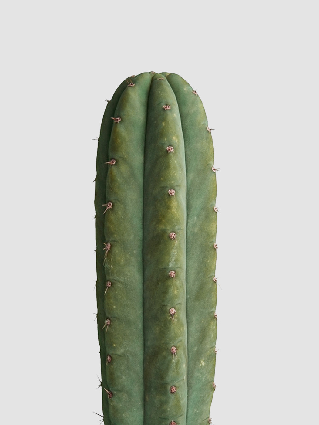 san pedro cactus latin name Nazca San Pedro Cactus – Cactus Supply Company